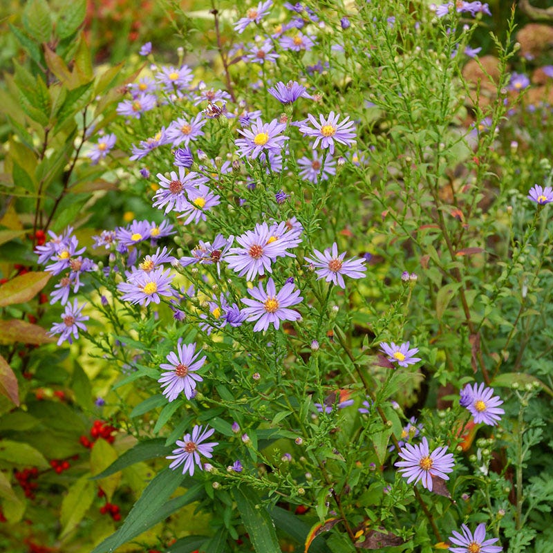 Bluebird Aster