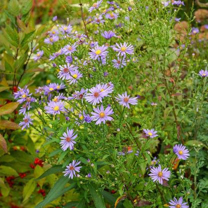 Bluebird Aster