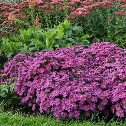 KICKIN® Carmine Red Aster