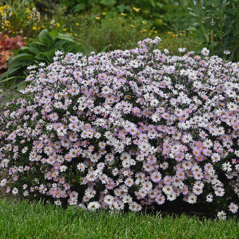 KICKIN® Pink Chiffon Aster