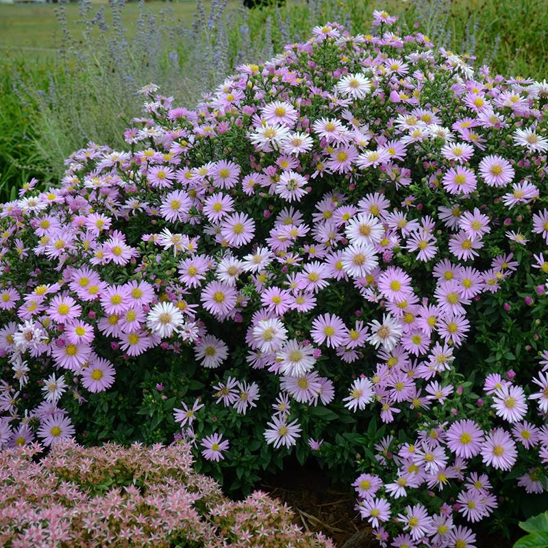 KICKIN® Pink Chiffon Aster