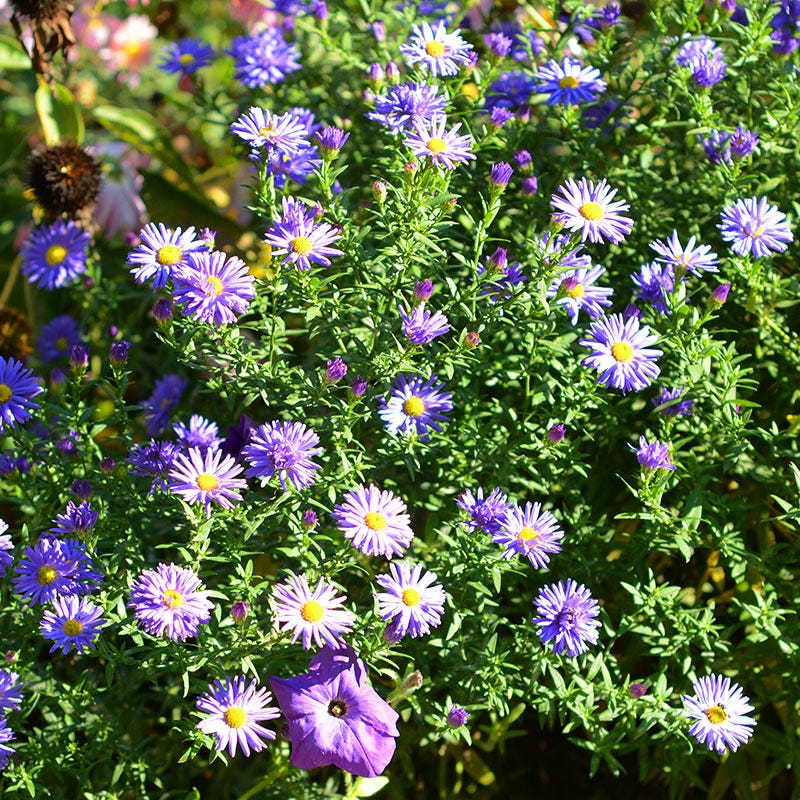 Prairie Aster Seeds
