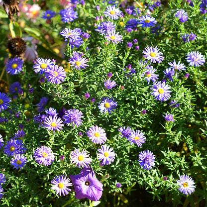 Prairie Aster Seeds