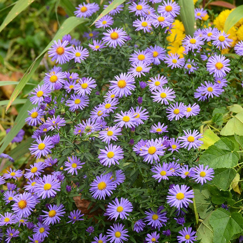 Prairie Aster Seeds