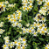 Flat Top Aster Seeds|White Flat Top Aster Seeds, Aster umbellatus, Flat Top Aster