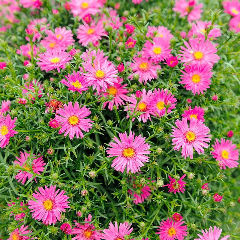 Wood's Pink Aster