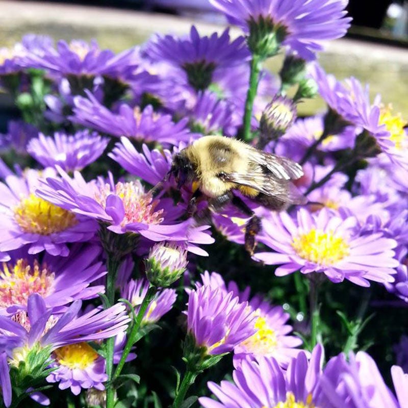 American Meadows Wood's Purple Aster - Thumbnail 5