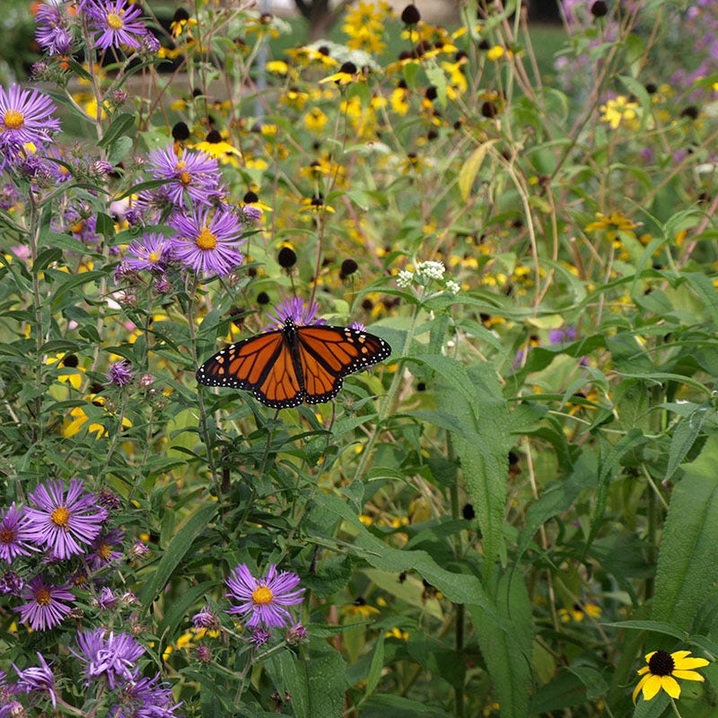 The Monarch Highway Native Wildflower Seed Mix