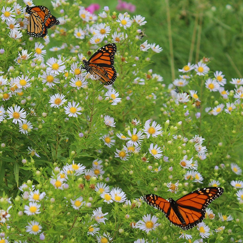 monarch butterfly wildflower seed mix The Monarch Highway Native Wildflower Seed Mix