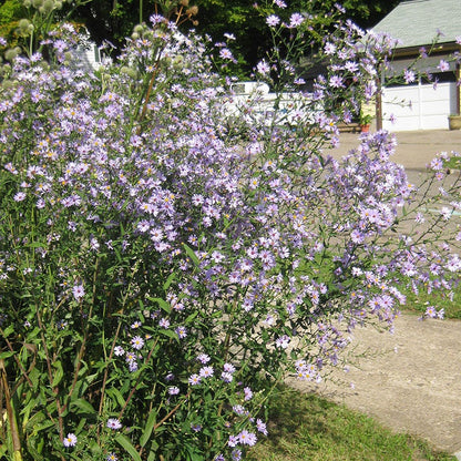 Smooth Blue Aster Seeds