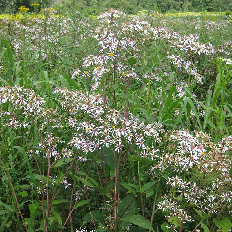 Big Leaf Aster Seeds