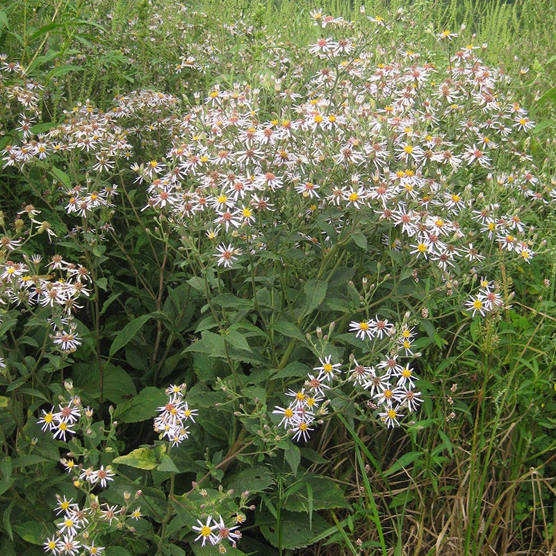 Big Leaf Aster Seeds