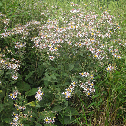 Big Leaf Aster Seeds