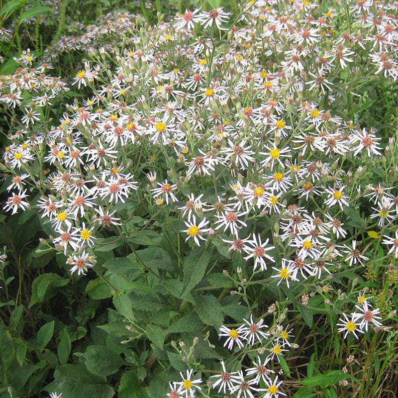 Big Leaf Aster Seeds