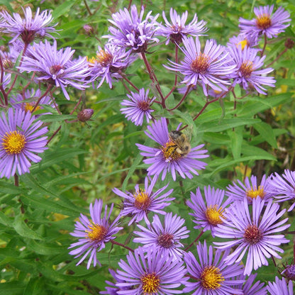 Purple Aster