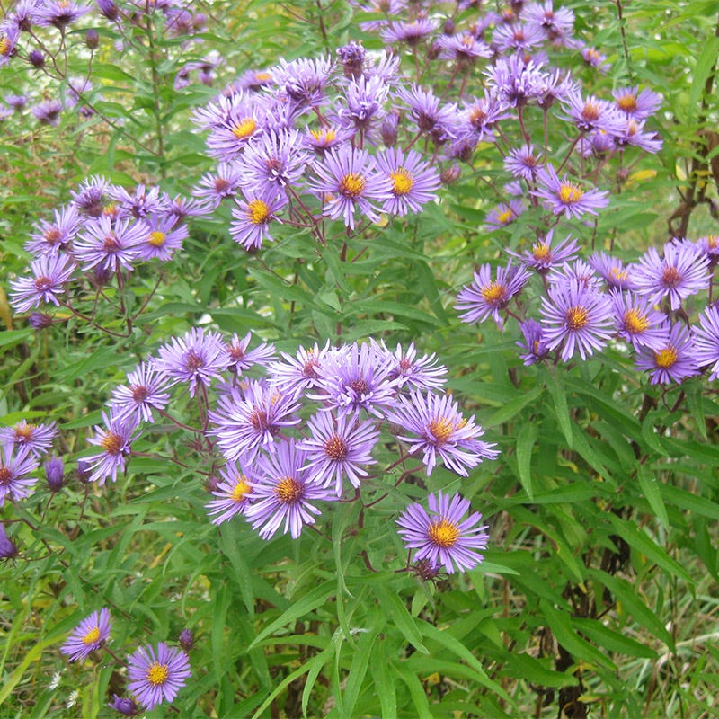 Wet Meadow Wildflower Seed Mix