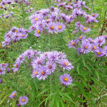 Wet Meadow Wildflower Seed Mix