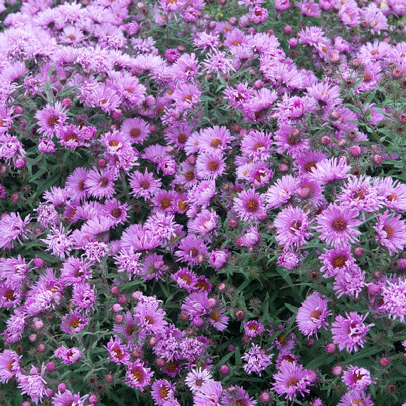 New England Aster