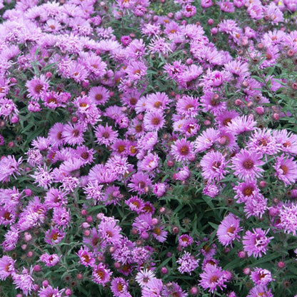 New England Aster