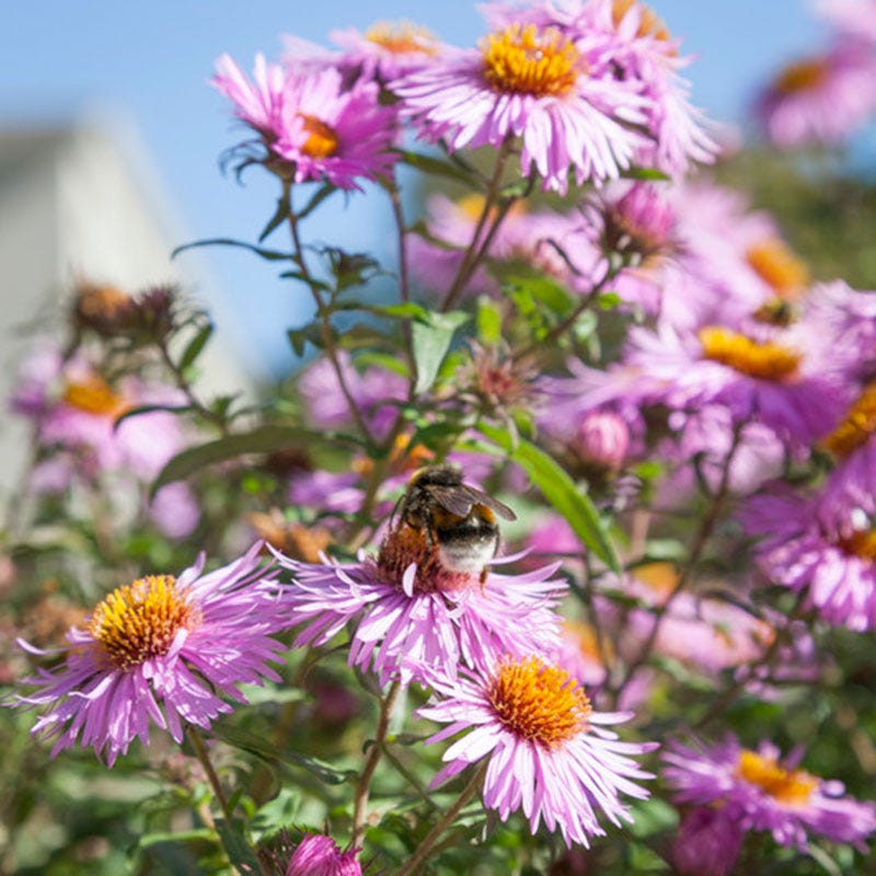 New England Aster
