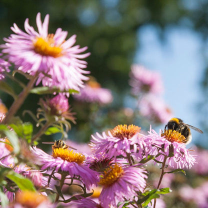 New England Aster