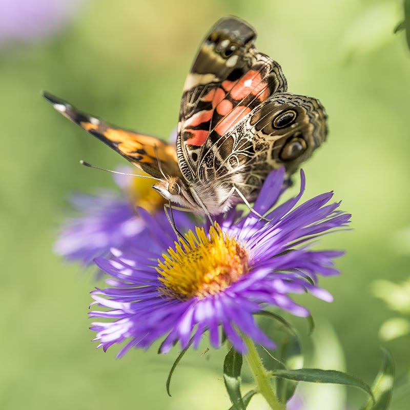 Wood's Blue Aster | American Meadows