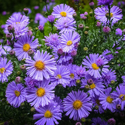 Wood's Blue Aster
