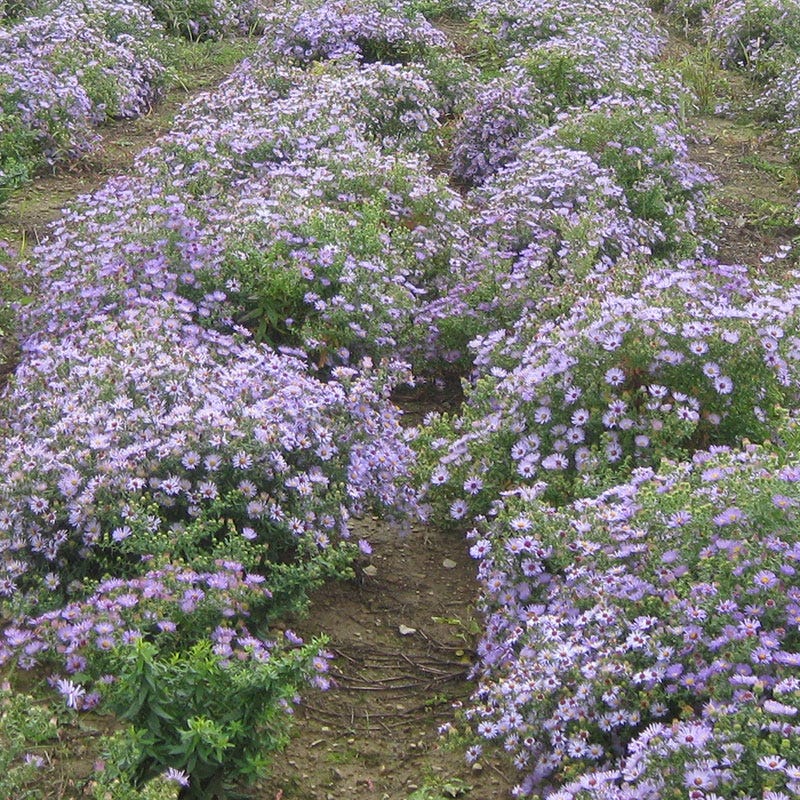 plant with aromatic seeds Aromatic Aster Seeds | Purple