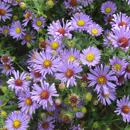 Aromatic Aster Seeds