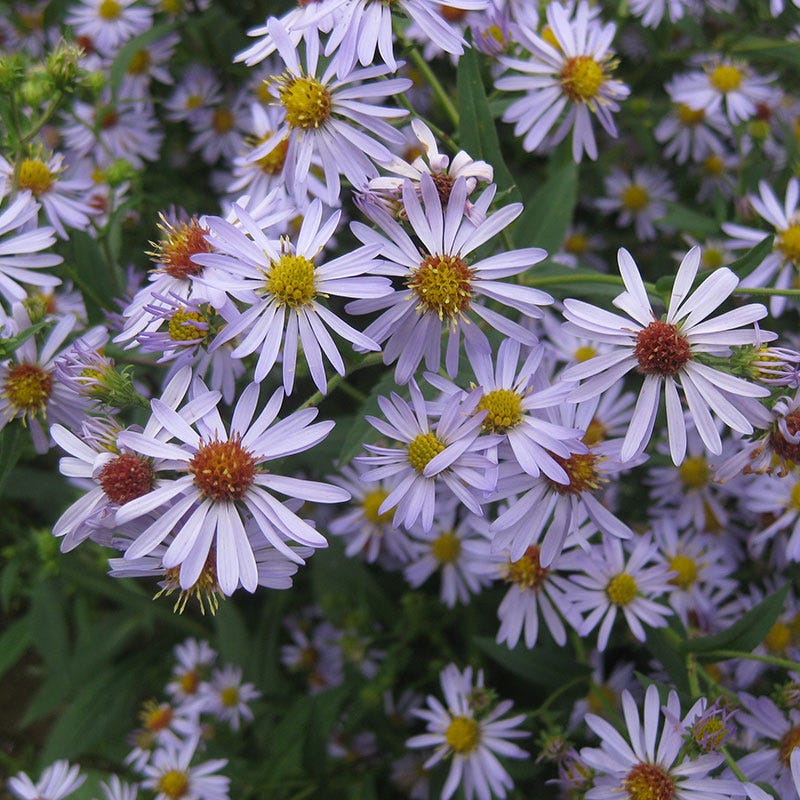 aster family plant clingy seeds Native Aster Seed Packet Set