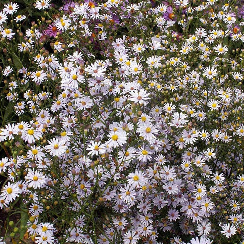Sky Blue Aster Seeds