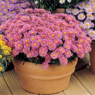 Wood's Pink Aster - Thumbnail 3