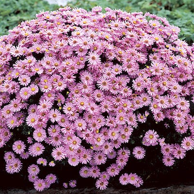 Wood's Pink Aster