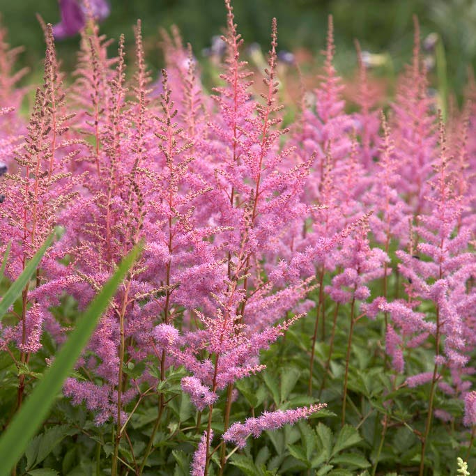 Shady Lane Curb Appeal Plant Collection