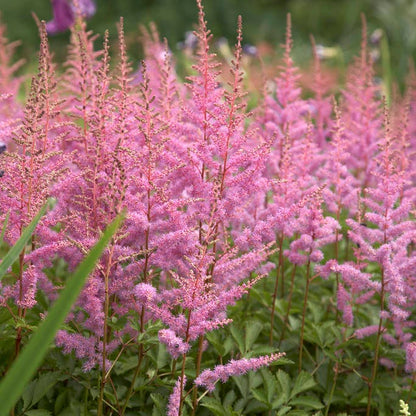 Shady Lane Curb Appeal Plant Collection
