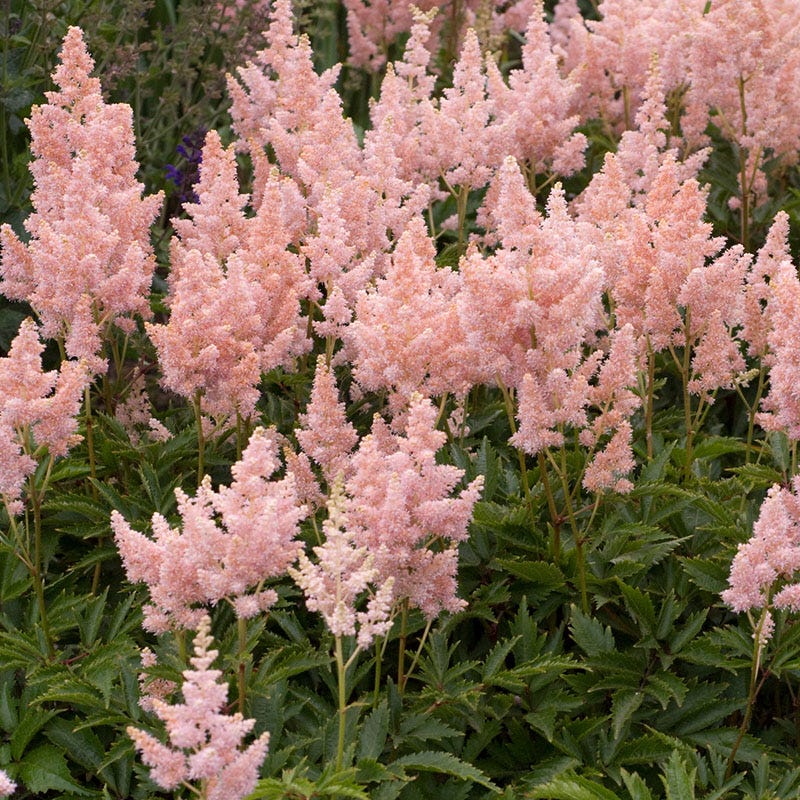 Sister Theresa Astilbe, False Spirea | American Meadows