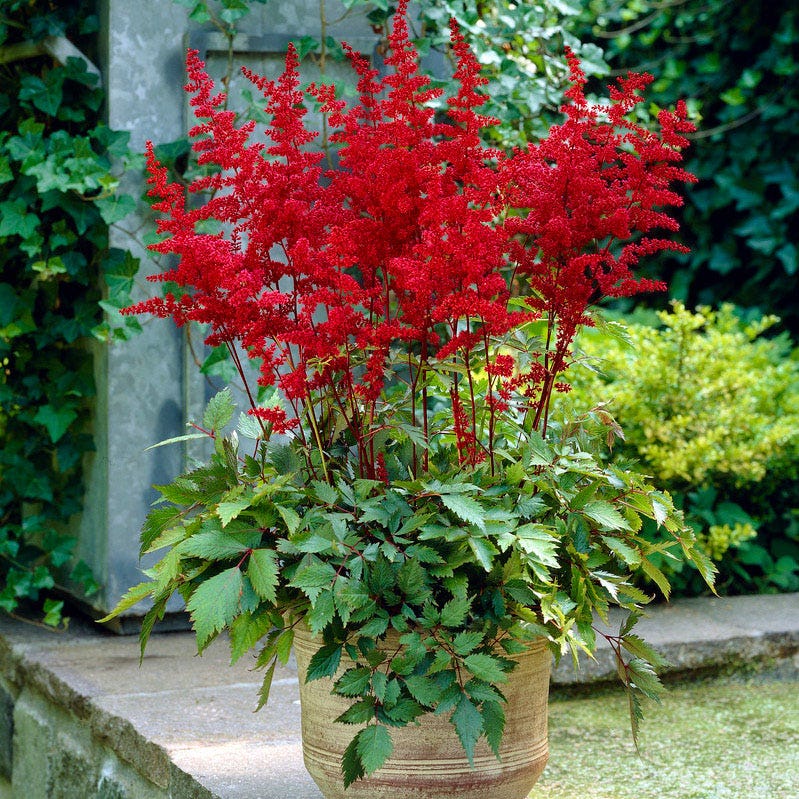 potted astilbe plants for sale Fanal Astilbe