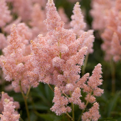 Sister Theresa Astilbe