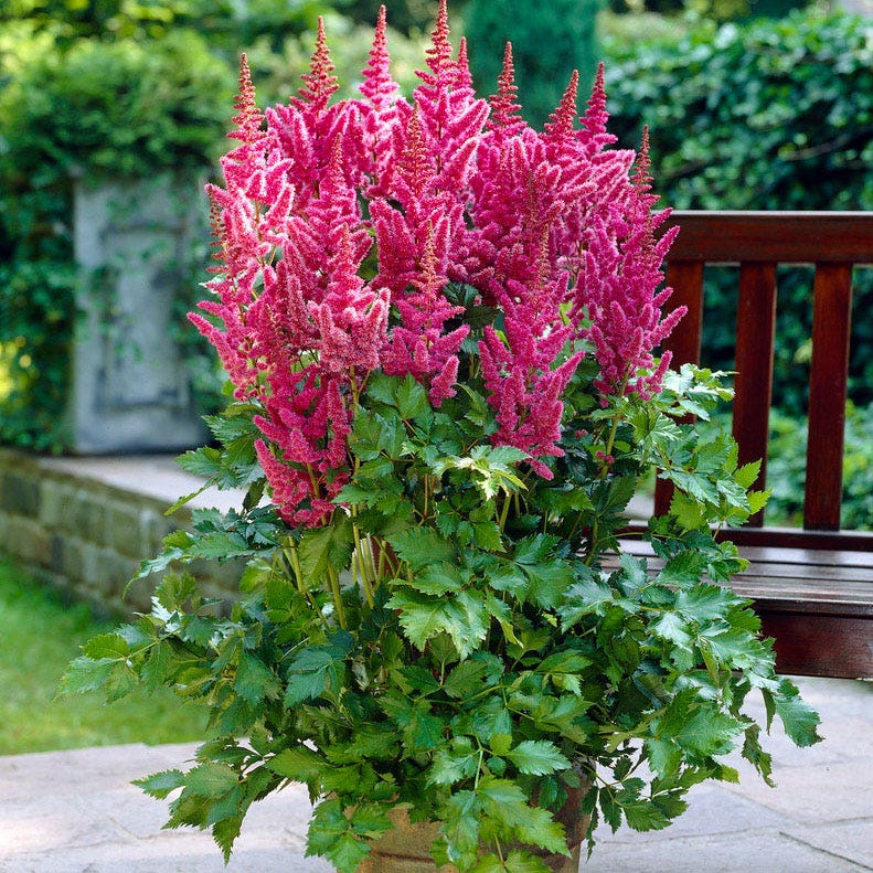 planting astilbe in pots Visions Astilbe