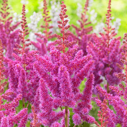 Visions Astilbe