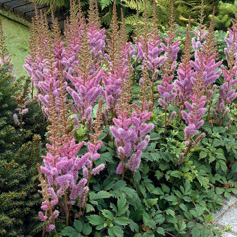 Pumila Astilbe