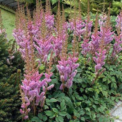 Pumila Astilbe