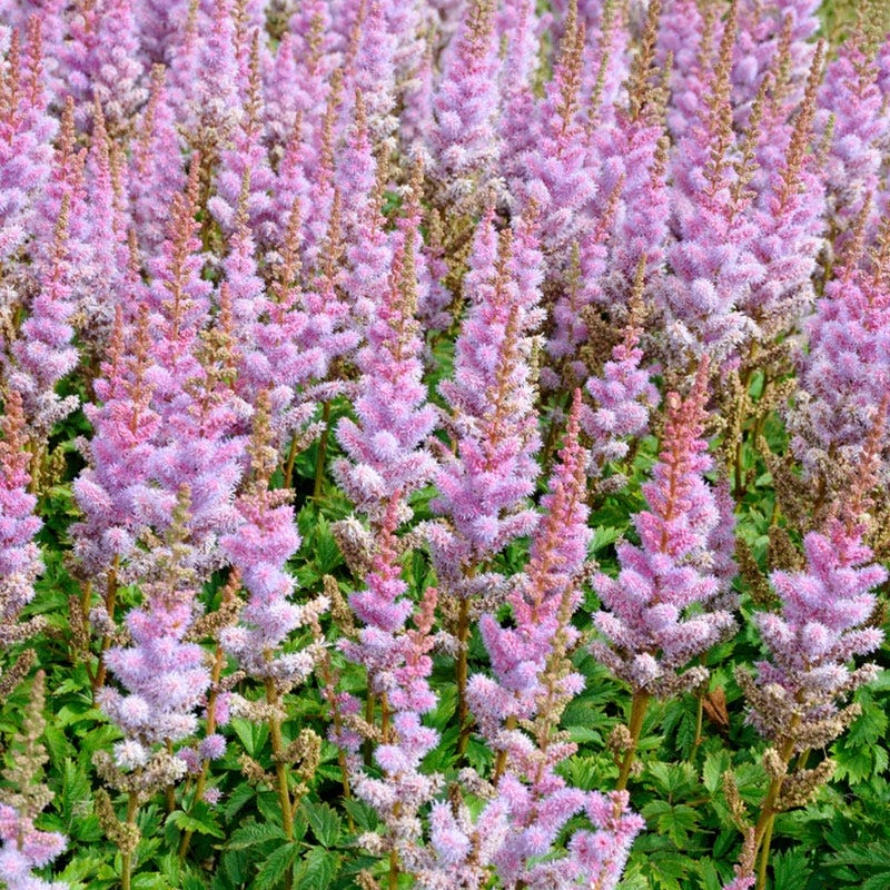 Pumila Astilbe - Thumbnail 2