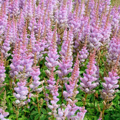 Pumila Astilbe