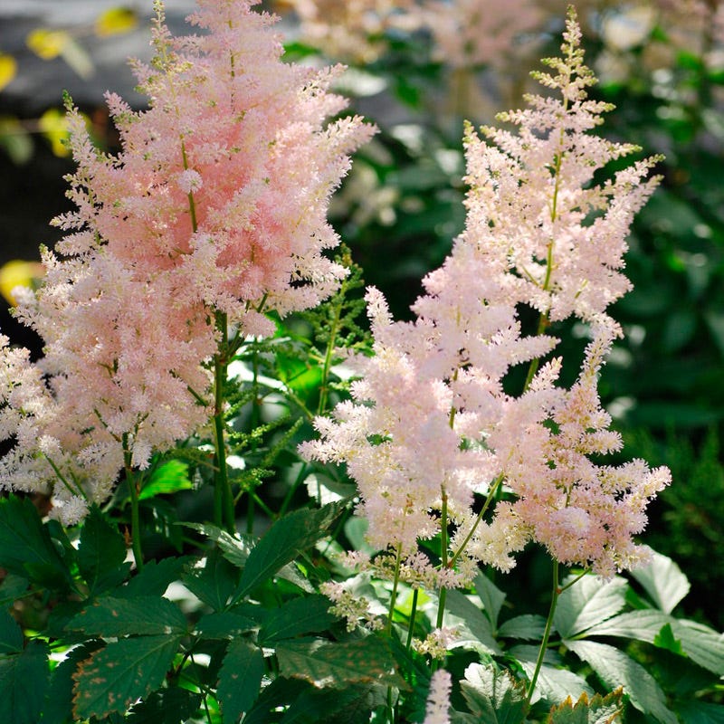 Europa Astilbe