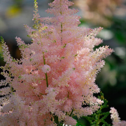 Europa Astilbe