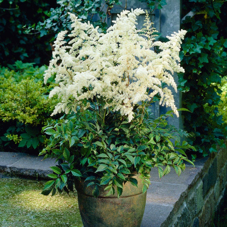 Deutschland Astilbe | White