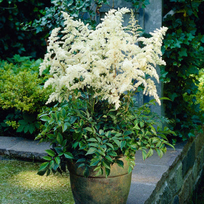 Deutschland Astilbe