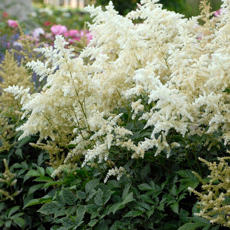 Deutschland Astilbe