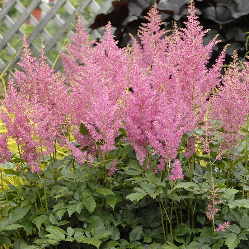 Rheinland Astilbe